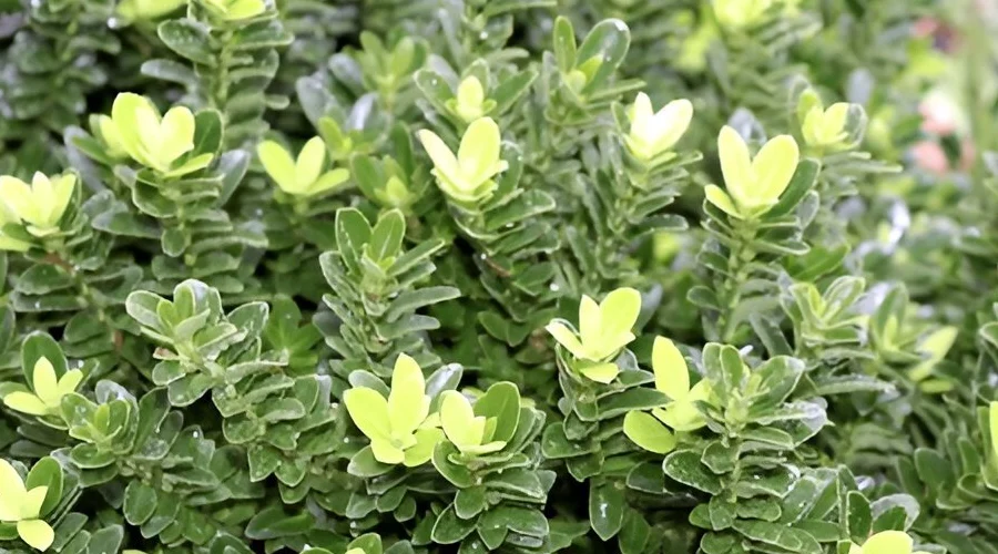 Green Velvet Boxwood shrubs