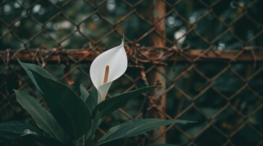 Peace Lily (Spathiphyllum)