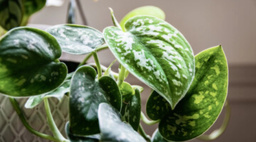 Pothos (Money Plant)