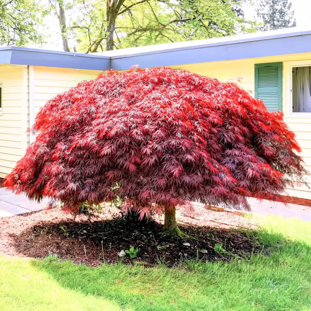 Japanese Maple