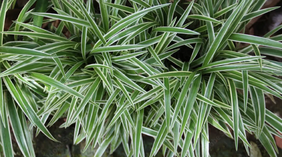 Spider Plant (Chlorophytum comosum)
