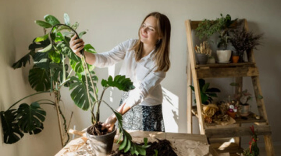 ZZ Plant (Zamioculcas zamiifolia)