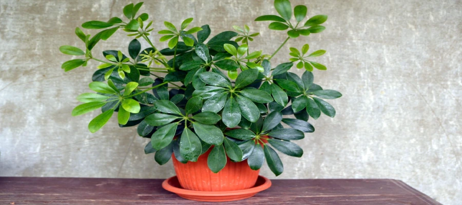 Arboricola Plant Indoors