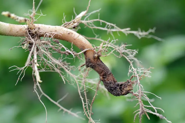 Dried Roots