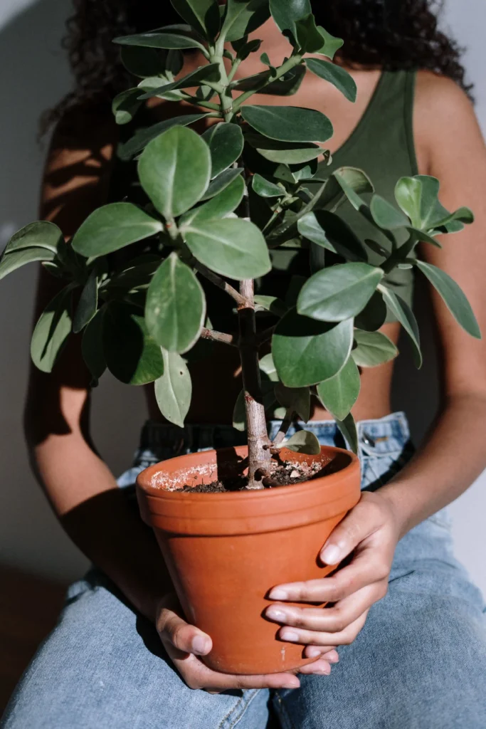 Indoor plant images