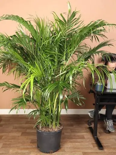 Cat Palm Plant