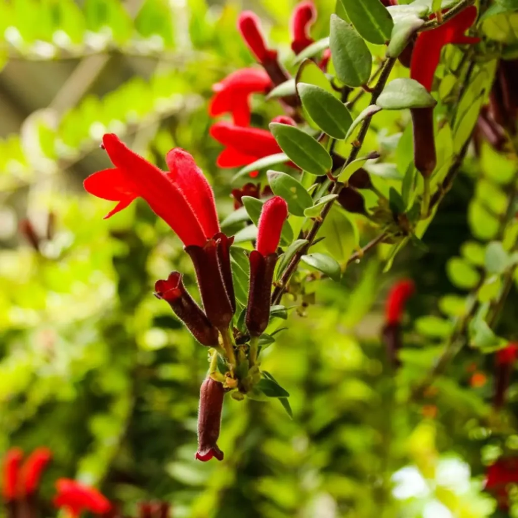 Lipstick Plant