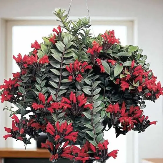 Lipstick Plant