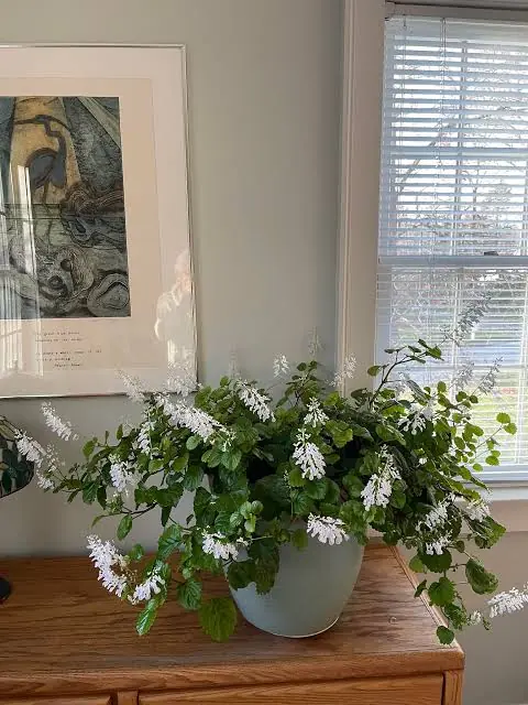Swedish ivy plant
