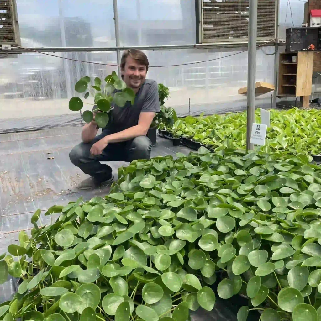 Pilea plant In Garden